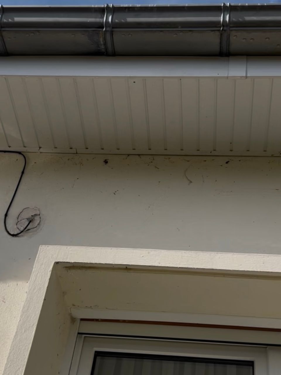 Caches moineaux avec des toiles d'araignées avant l'intervention d'Optipropre