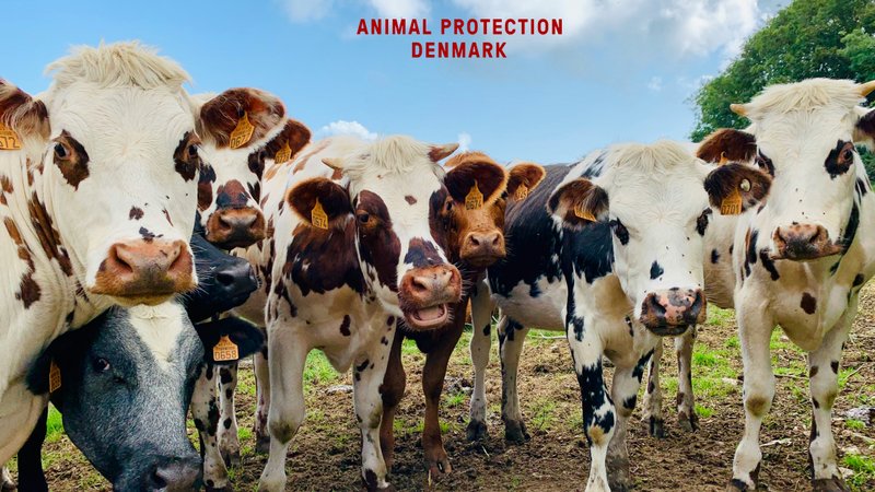 "Extraordinary, Effective, and Flexible": Animal Protection Denmark Boosts Contributions 20% with 51ϳԹ Data Insights