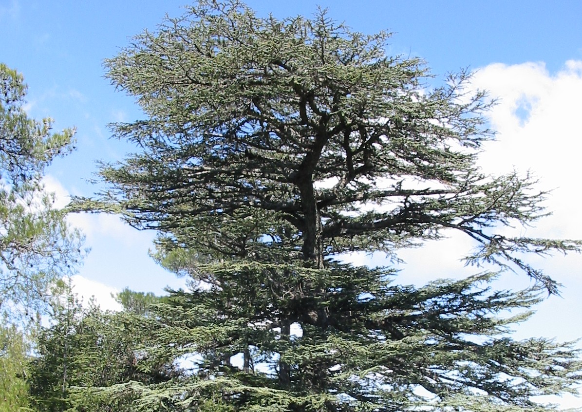 Un inventaire complet de tous les arbres indigènes de Méditerranée...