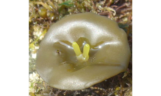 Evolutionary genomics of the emergence of brown algae as key components of coastal ecosystems