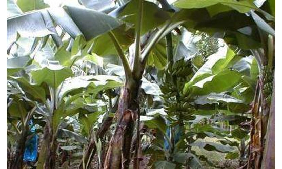 Jeu de données sur le devenir du chlordécone dans les réseaux trophiques du sol dans un agroécosystème bananier en Martinique