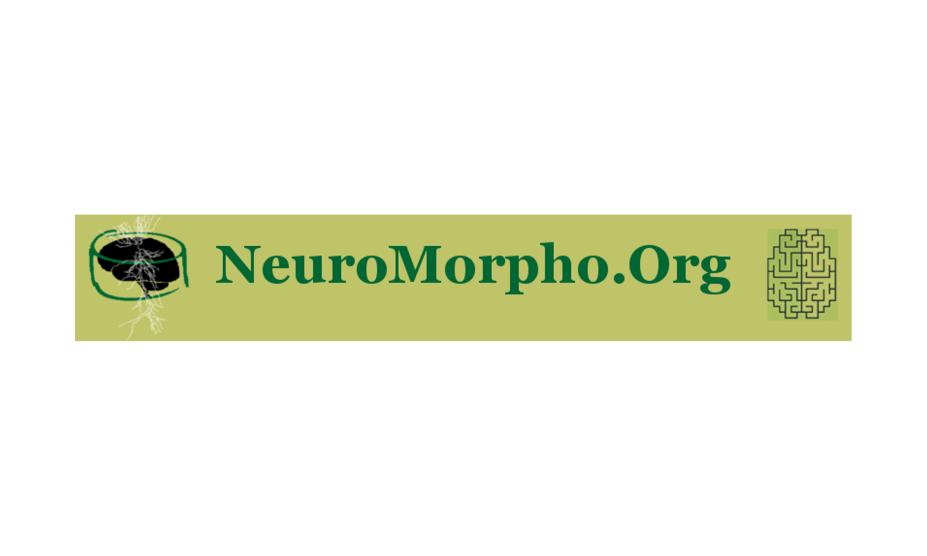 NeuroMorpho