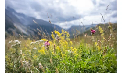 BEE : French vs climate change