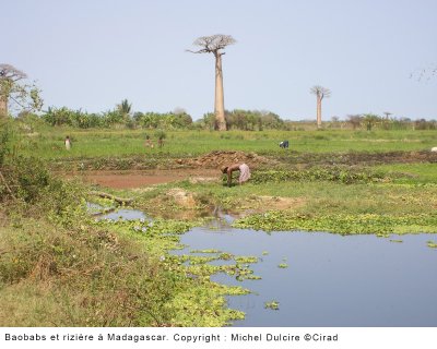 Not all baobab species in Madagascar will be able to adapt to climate change