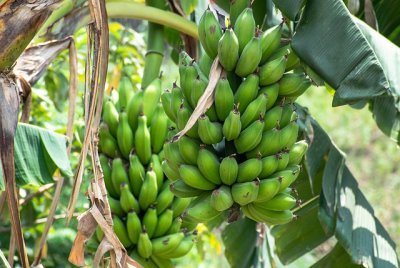 Dataset on the selection between healthy or Fusarium wilt diseased banana plant material by Cosmopolites sordidus, experiments in Costa Rica