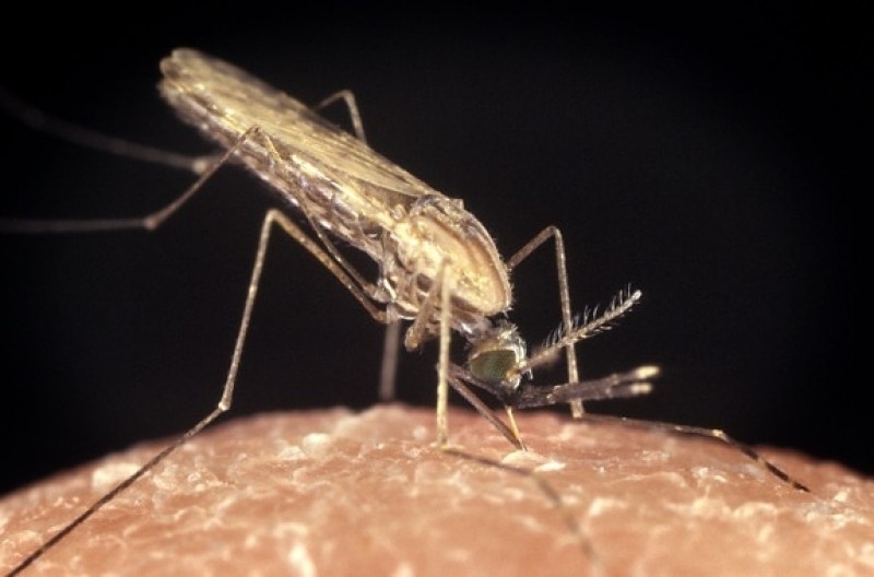 A unique dataset on asymptomatic malaria in Benin