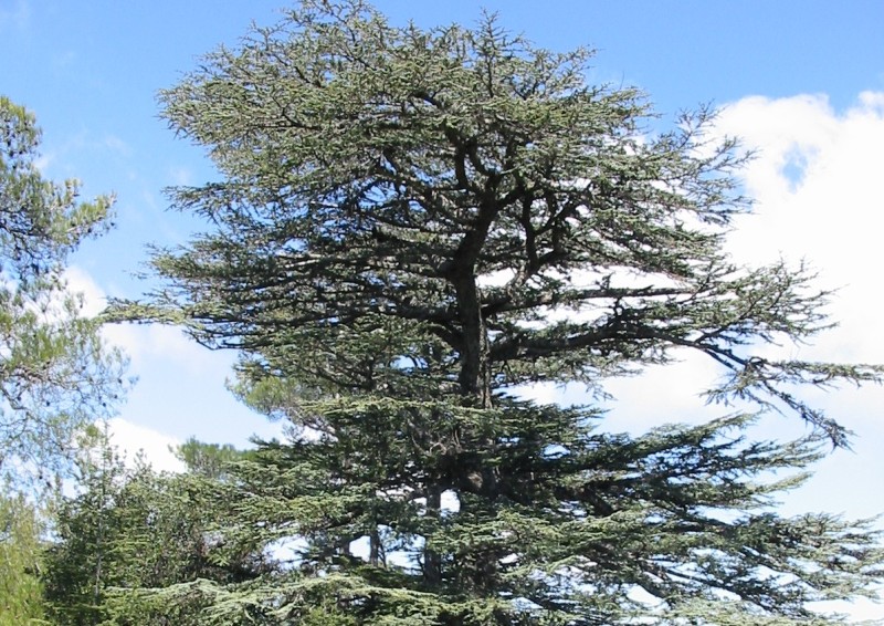 A complete inventory of all native Mediterranean tree species of North Africa, Western Asia and Southern Europe