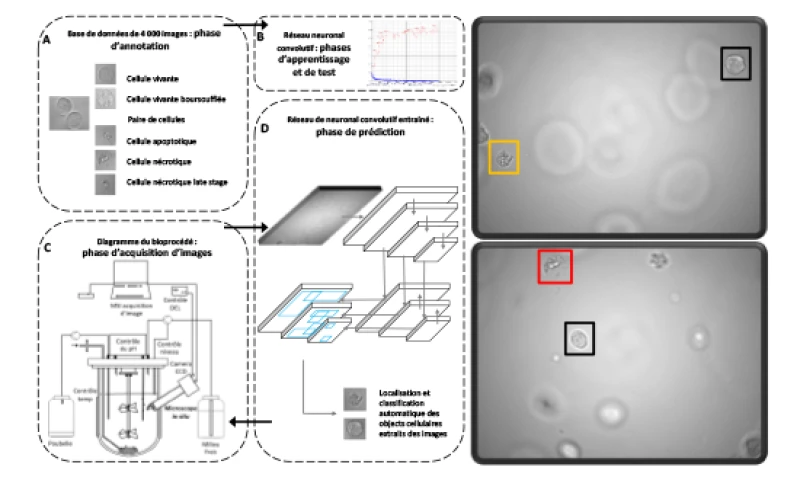 Réseau neuronal convolutif pour la localisation et la classification automatique d’images de cellules animales cultivées en bioréacteur prises par microscopie in situ
