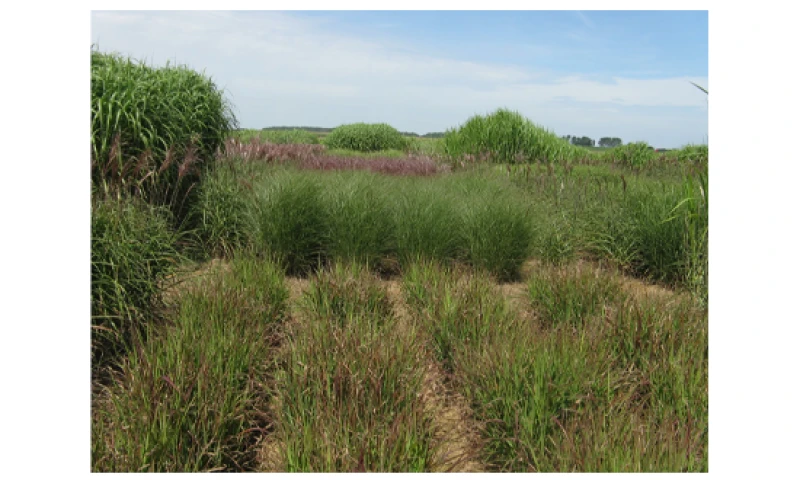 Production et composition de biomasse de 21 clones de miscanthus observés pendant 5 années consécutives