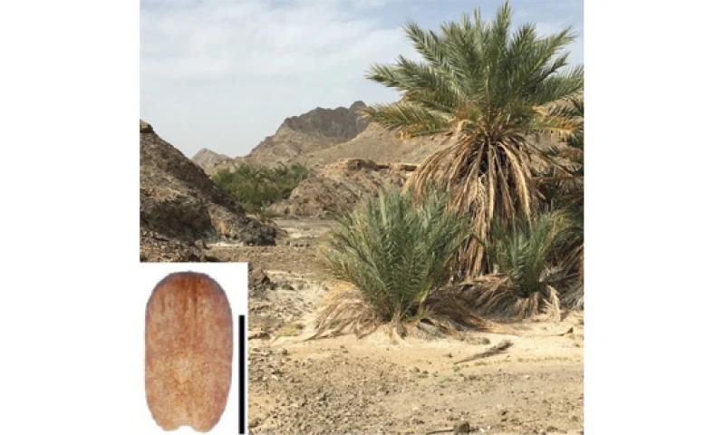 Origines et évolution de l'agriculture oasienne au Sahara : une étude morphométrique de graines archéologiques et modernes de palmiers dattiers (Phoenix dactylifera)