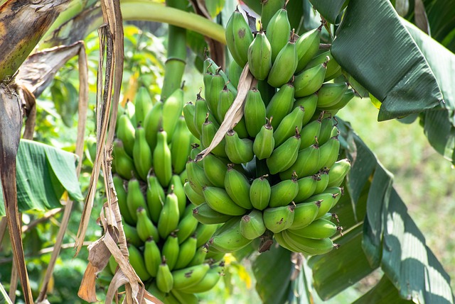 Dataset on the selection between healthy or Fusarium wilt diseased banana plant material by Cosmopolites sordidus, experiments in Costa Rica