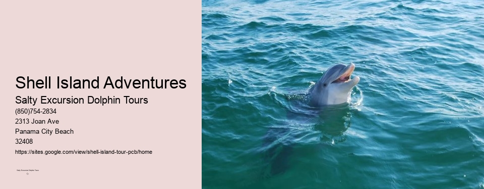 Shell Island Adventures