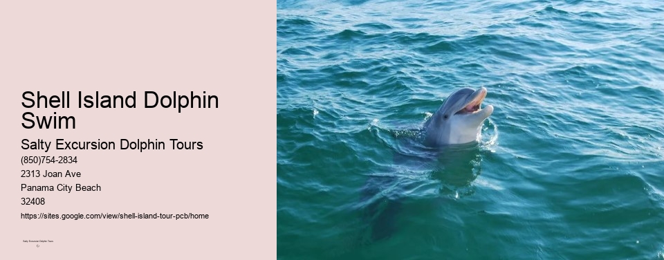 Shell Island Dolphin Swim