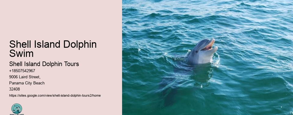 Shell Island Dolphin Swim