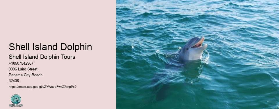 Shell Island Dolphin