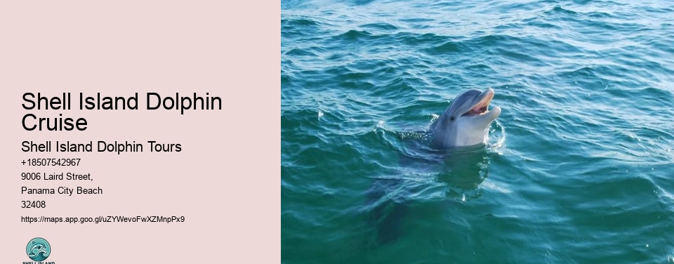 Shell Island Dolphin Cruise