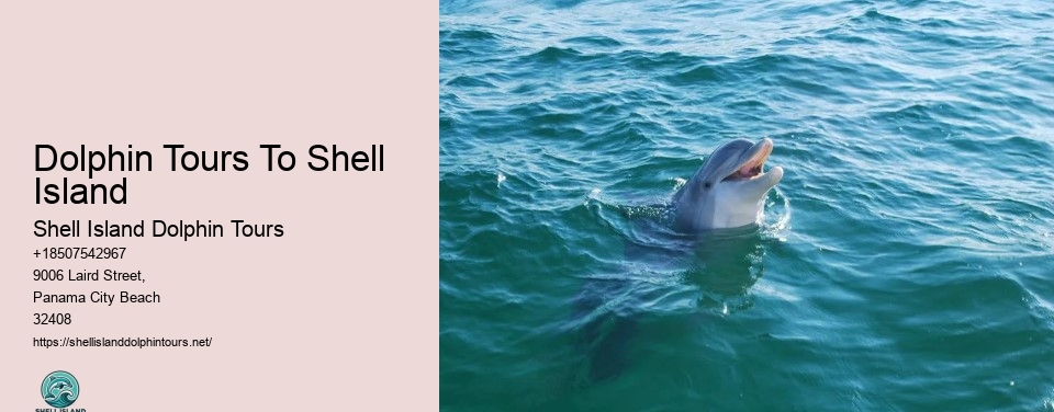 Dolphin Tours To Shell Island