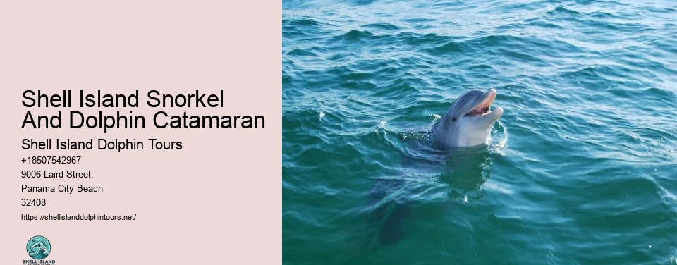 Shell Island Snorkel And Dolphin Catamaran
