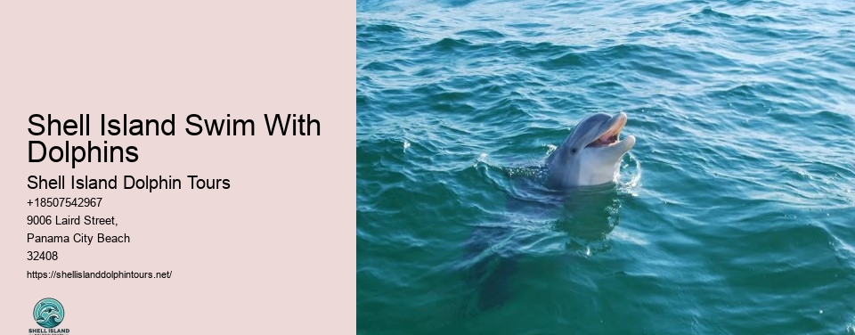 Shell Island Swim With Dolphins