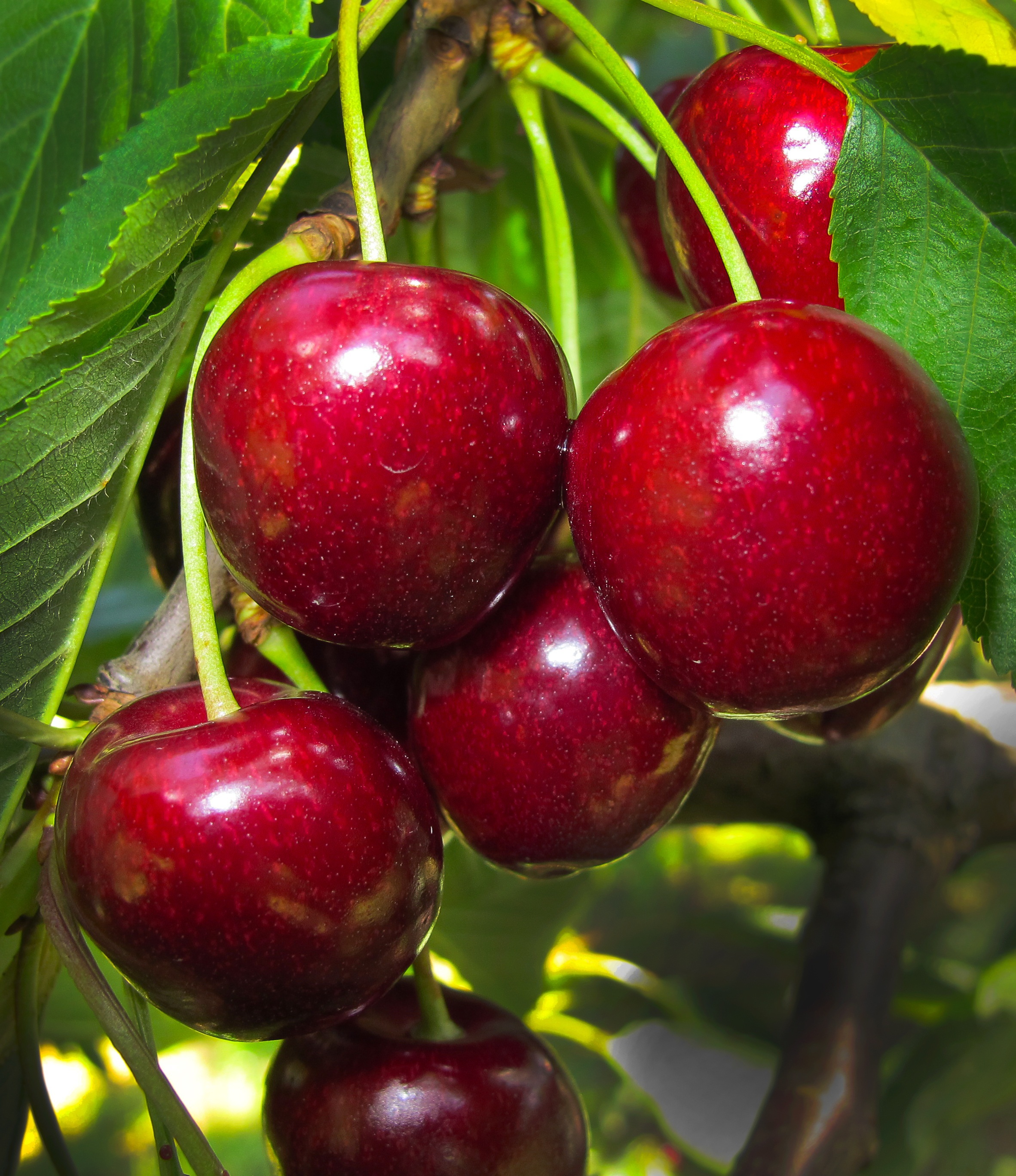 cerise