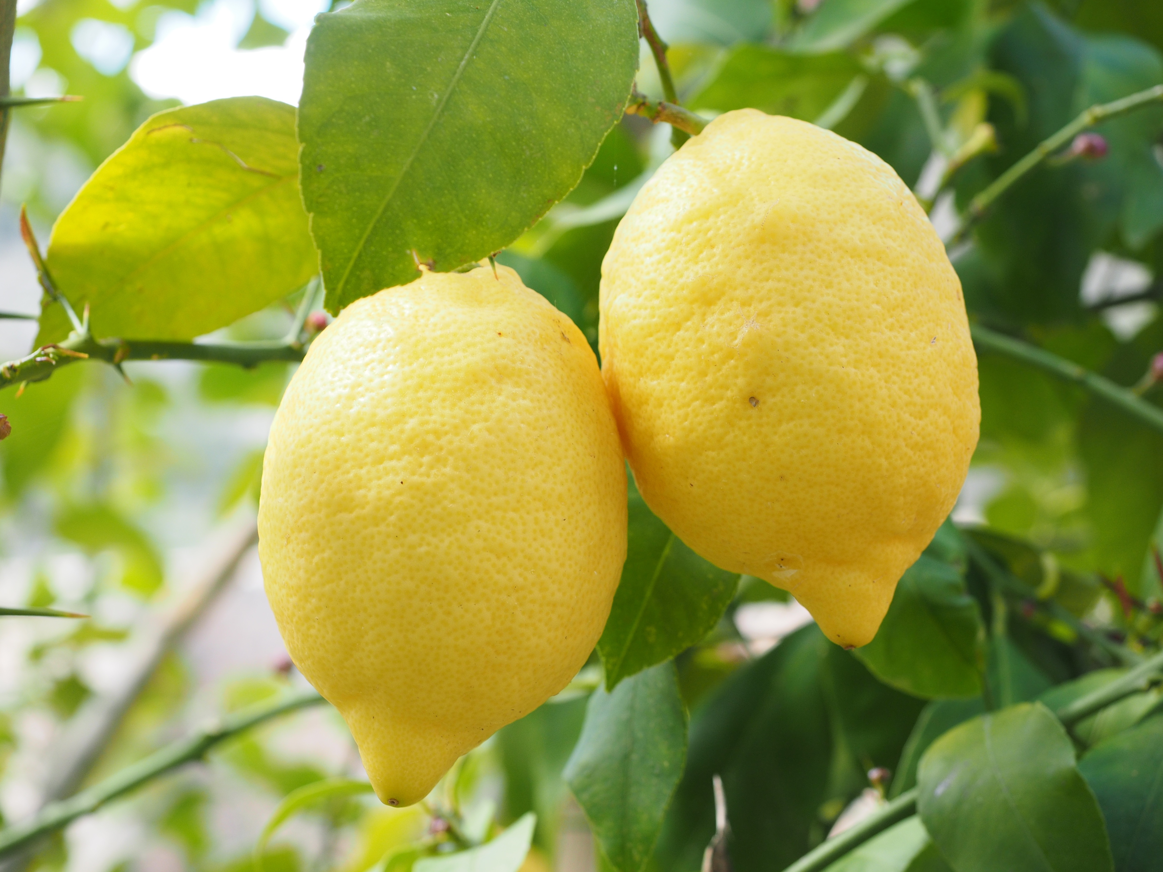 citron