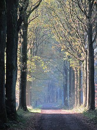 Drongengoedbos wandelroute