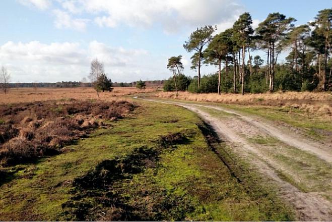 Kalmthoutse Heide - Ree