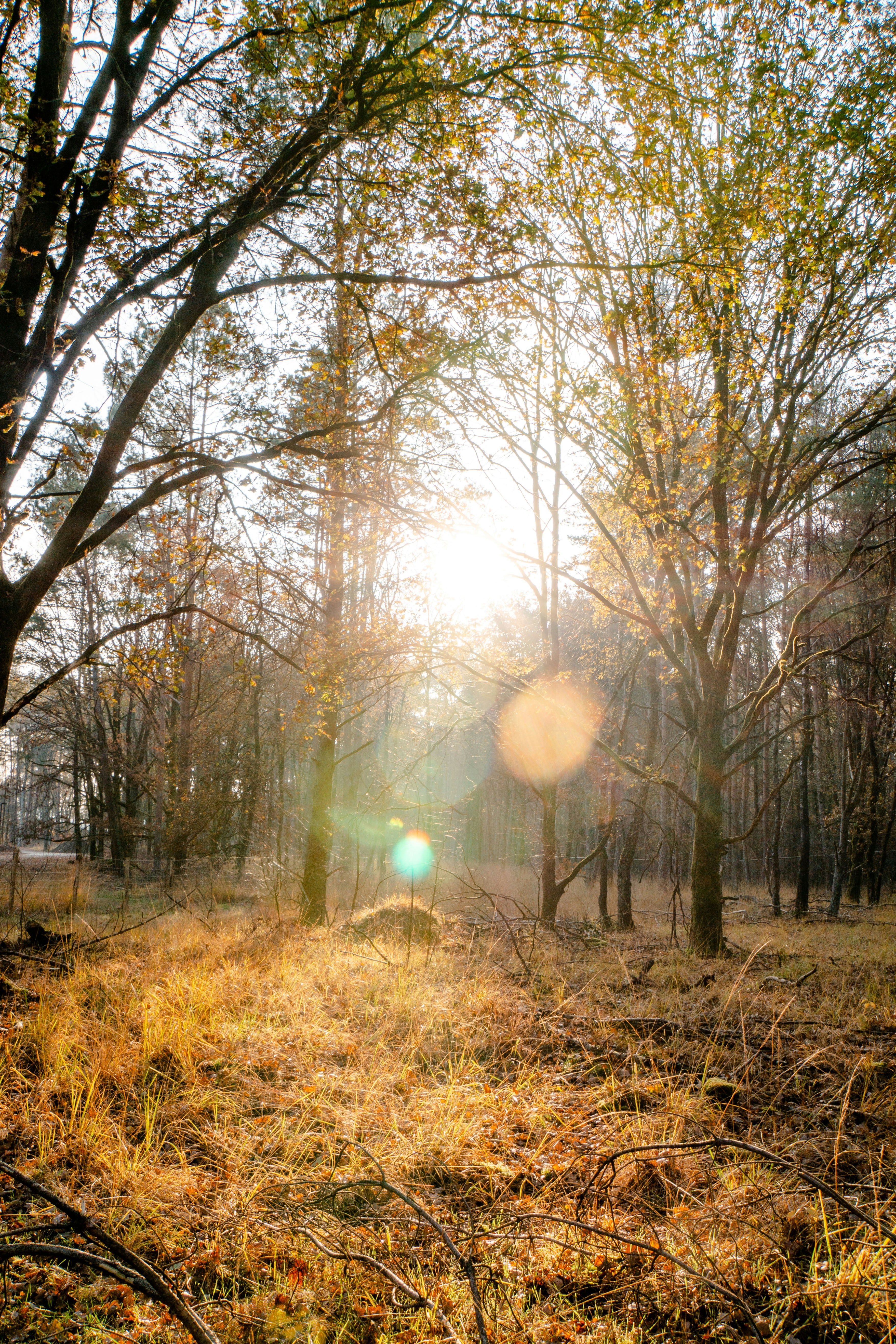 5 Stations waar je vanuit de trein meteen het bos in stapt