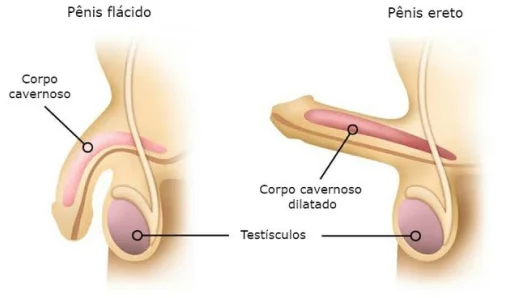 Corpo Cavernoso