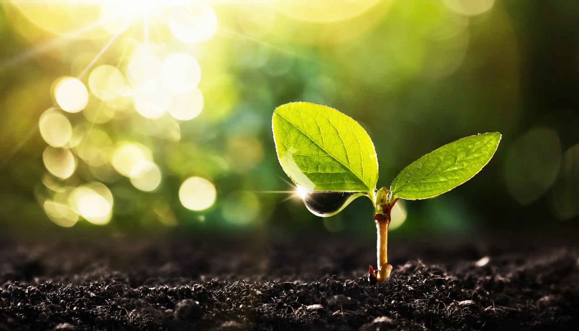 protection-environnement-dailycer