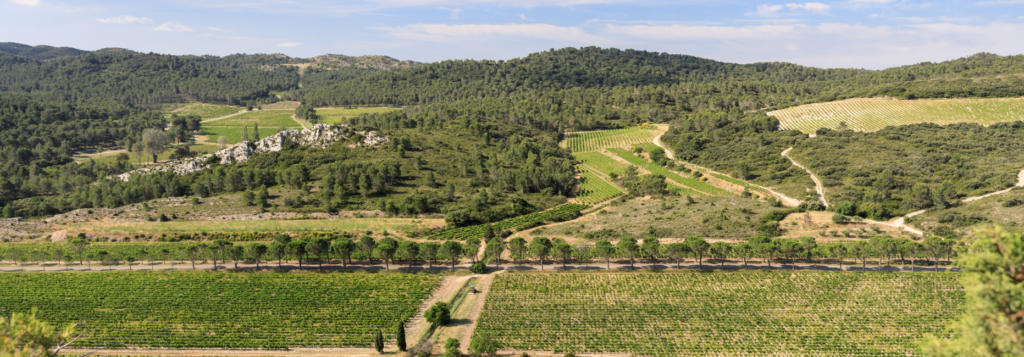 Photo des vignes du domaine la vallongue
