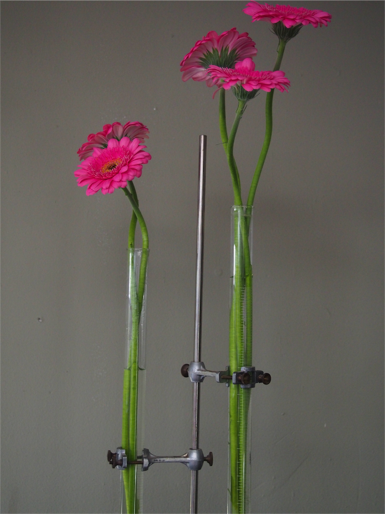 pied de laboratoire verrerie ancien tube – Image 3