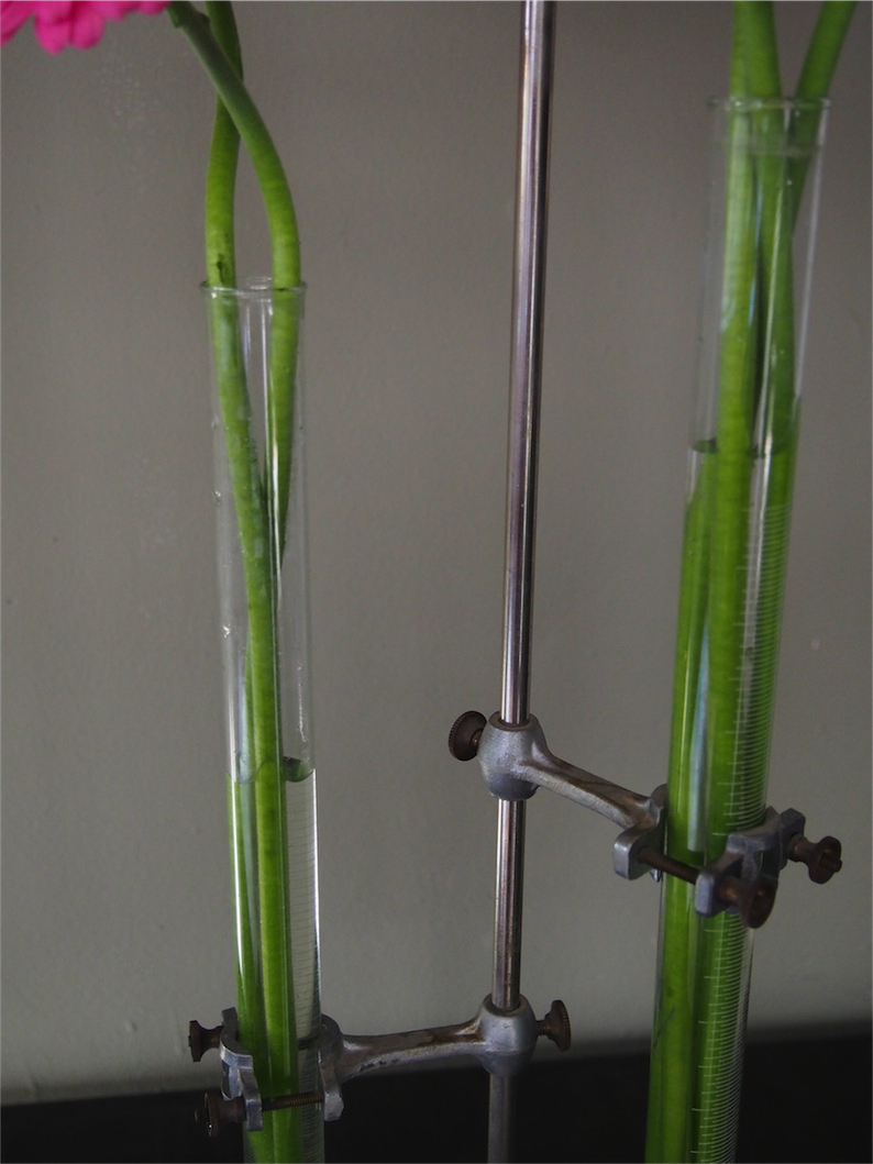 pied de laboratoire verrerie ancien tube – Image 8