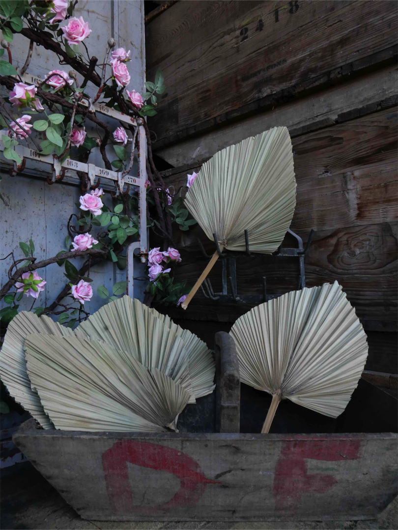 Feuille de palmier sechée – Image 3