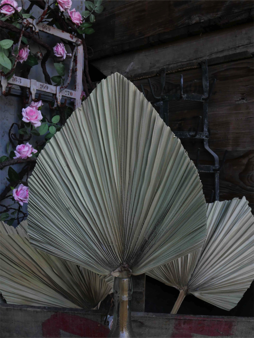 Feuille de palmier sechée – Image 5