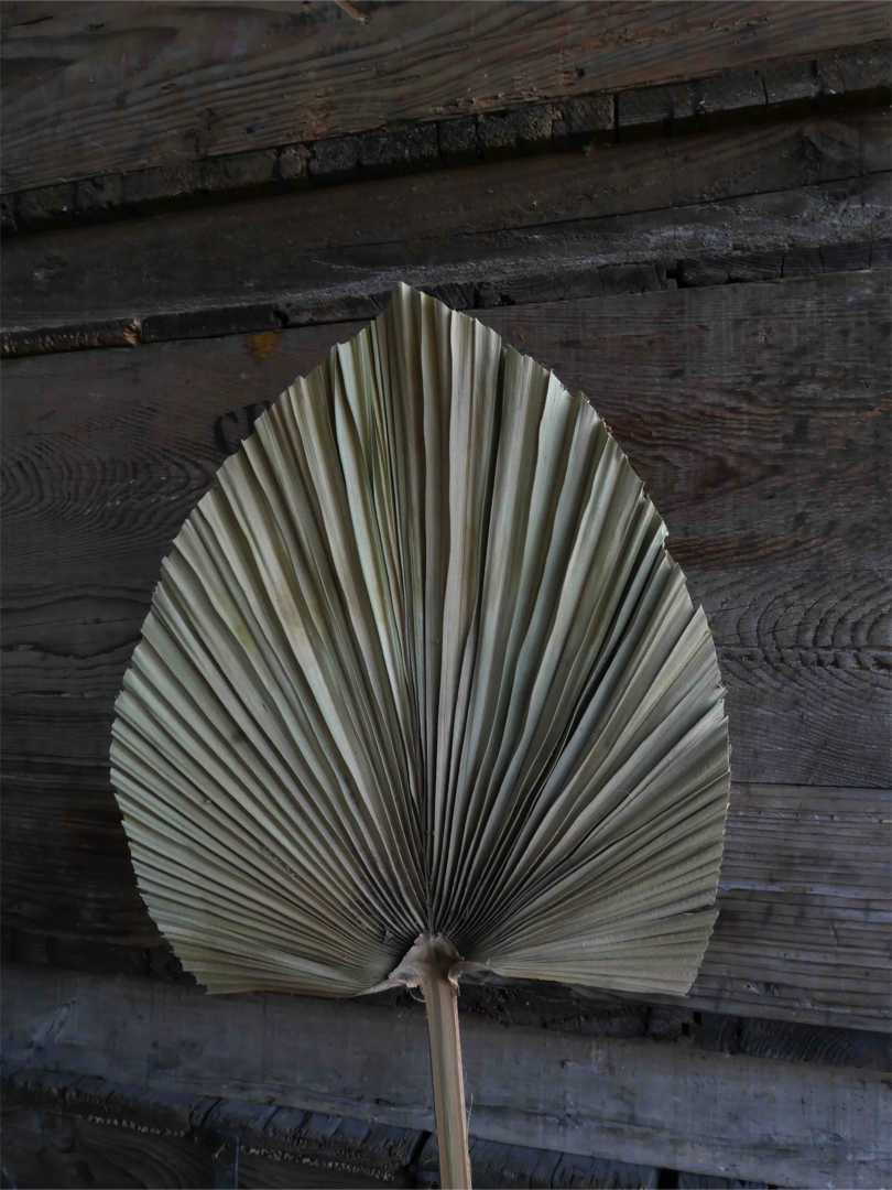 Feuille de palmier sechée – Image 7