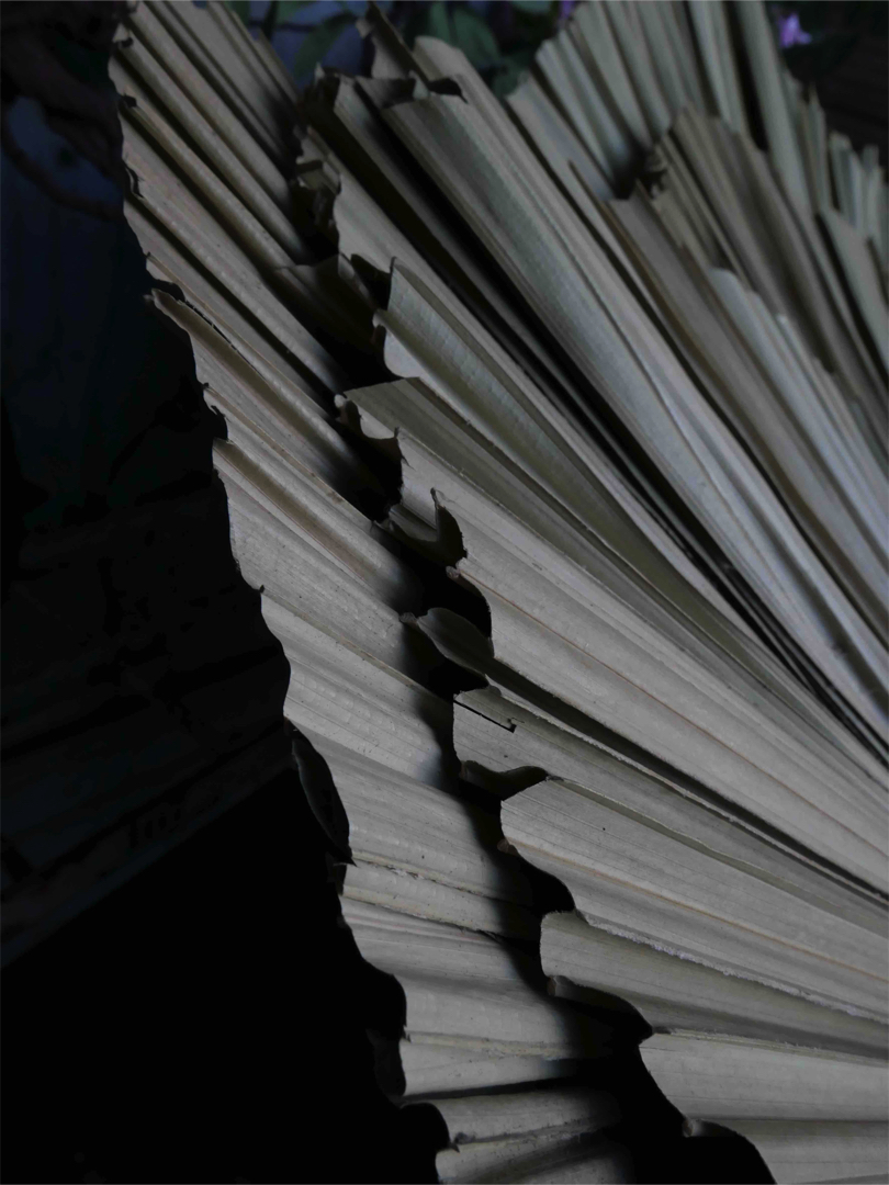 Feuille de palmier sechée – Image 6