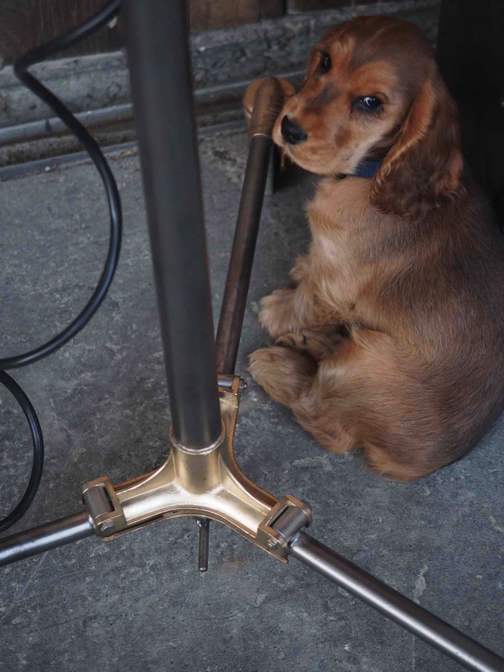 projecteur cinema hollywood Richardson 1930/40 pied roulette – Image 17