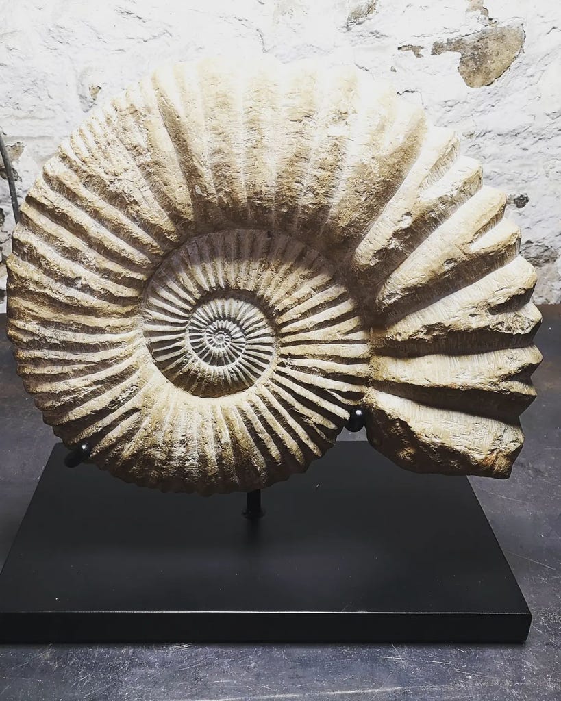 Fabrication d'un support pour un fossile d'ammonite.