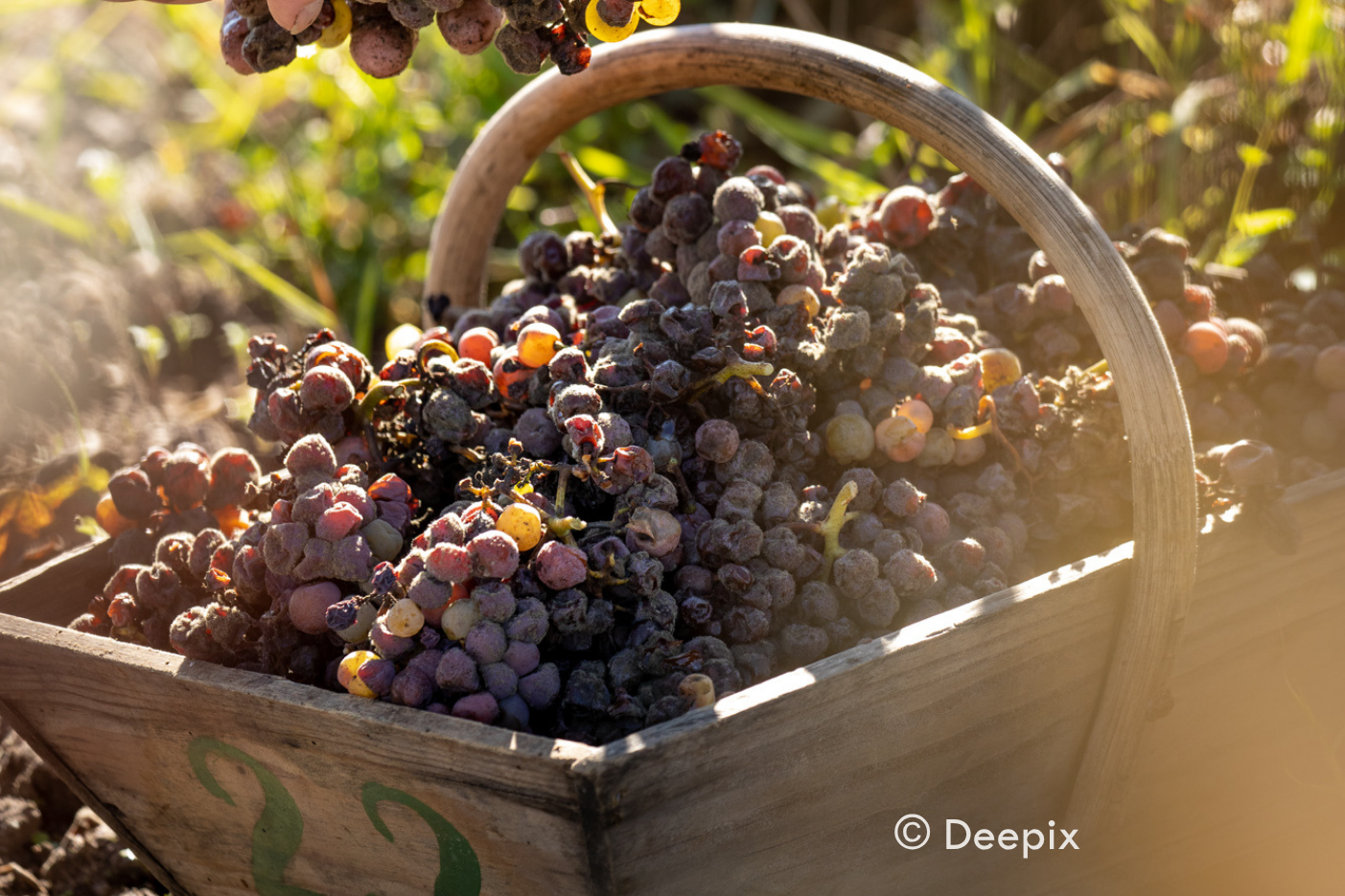 Vendanges Ch d'Yquem ©DEEPIX