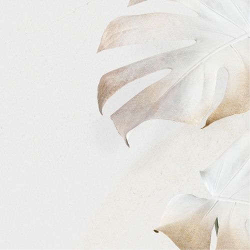 image d'une feuille de monstera réinventée dans de jolies tons crèmes et blancs cassés